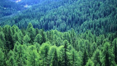 Photo of Таежные леса и степи