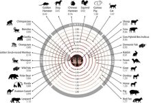 Photo of Многообразие животных видов