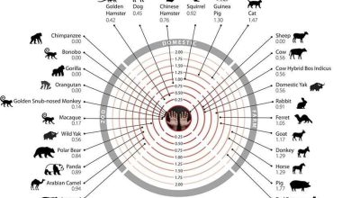 Photo of Многообразие животных видов