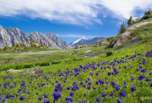Photo of Алтайские горные луга