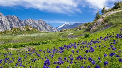 Photo of Алтайские горные луга