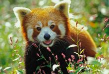 Photo of Редкие растения и животные