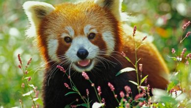 Photo of Редкие растения и животные