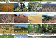 Photo of Таежные леса и альпийские луга