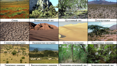 Photo of Таежные леса и альпийские луга