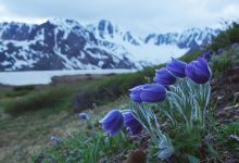 Photo of Цветущие луга Алтая