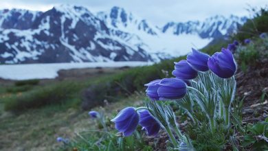 Photo of Цветущие луга Алтая