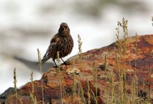 Photo of Гора Белуха: символ Алтая