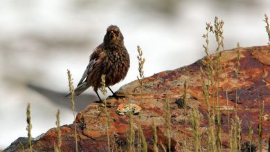 Photo of Гора Белуха: символ Алтая