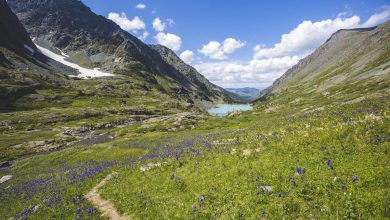 Photo of Защищенные территории Алтая