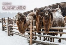 Photo of Праздники и обряды алтайцев