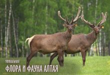 Photo of Флора и фауна Алтая