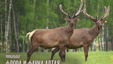 Photo of Флора и фауна Алтая