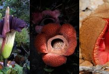 Photo of Уникальные виды растений
