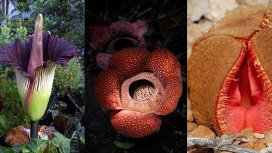 Photo of Уникальные виды растений