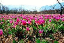 Photo of Алтайский заповедник: уникальная фауна и флора