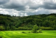 Photo of Изумрудные луга и леса