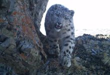 Photo of Дикая природа Алтайского края