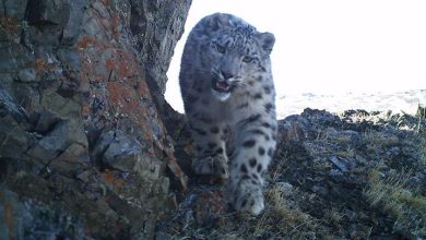 Photo of Дикая природа Алтая