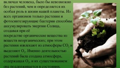 Photo of Богатство растительного мира