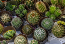 Photo of Уникальность и разнообразие видов кактусов