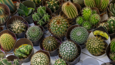 Photo of Уникальность и разнообразие видов кактусов